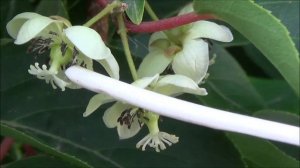 Как отличить актинидию женскую от мужской?