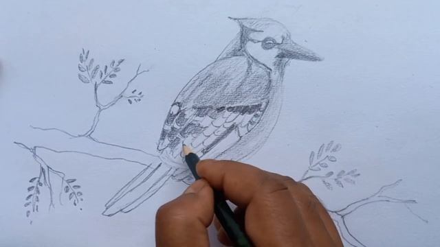 How to draw a bird | Bird pencil shading | Bird life | Bird Sketch | Bird sketch step by step смотреть онлайн