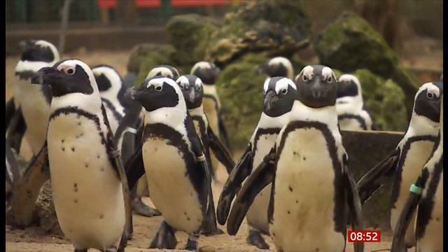 Wild animals on golf course in Kenya & penguins friendships in the UK (stories) 11/Feb/2024 смотреть онлайн