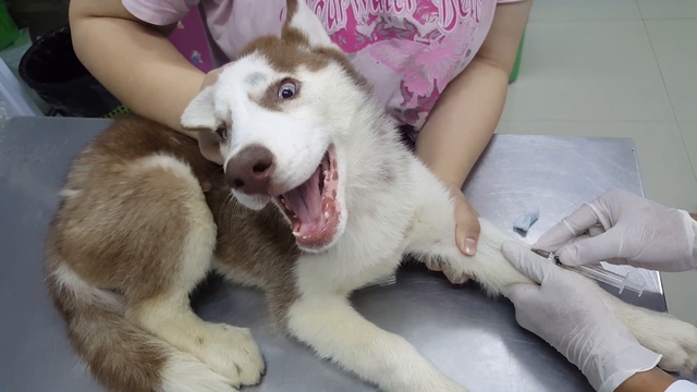 Щенок хаски у ветеринара смотреть онлайн