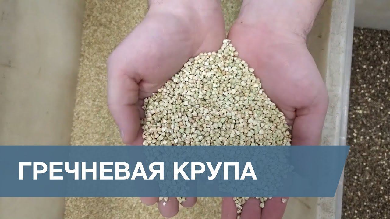 Сортировка Гречневой Крупы / Buckwheat Sorting
