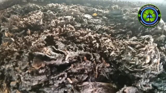 camas de alimentación de la mosca soldado negro смотреть онлайн
