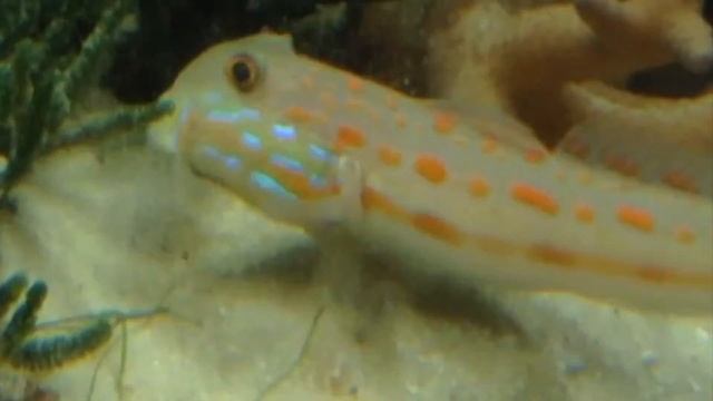 Анемоновая Креветка смотреть онлайн