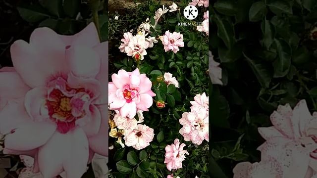 Сравнение роз сорта Кубана и Бордюр Камей. 22 июля 2022 г. смотреть онлайн