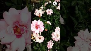 Сравнение роз сорта Кубана и Бордюр Камей. 22 июля 2022 г.