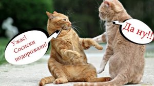 Смешные животные С ОЗВУЧКОЙ! Смешные коты - ДО СЛЁЗ!ПРИКОЛЫ С КОТАМИ!