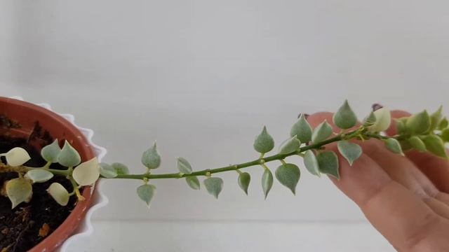 Дисхидия Миллион Сердец, описание, цветение и уход