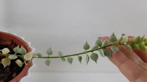 Дисхидия Миллион Сердец, описание, цветение и уход