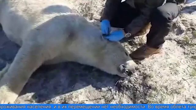 Белые медведи Сеяхинской тундры смотреть онлайн
