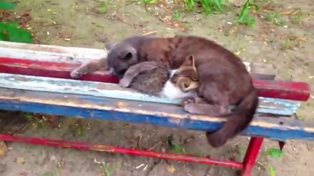 Котята и их мама :) смотреть онлайн