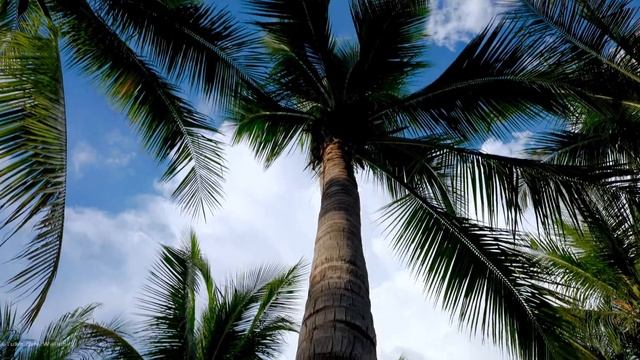 Shenzhen Bay Park Walking Tour | Hospital Of Hong Kong University | 4K HDR | Guangdong, China | 深圳 смотреть онлайн