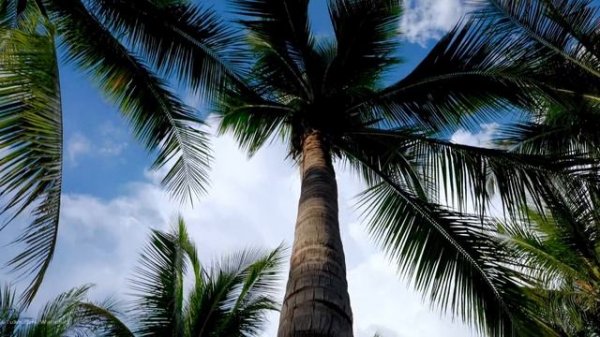 Shenzhen Bay Park Walking Tour | Hospital Of Hong Kong University | 4K HDR | Guangdong, China | 深圳