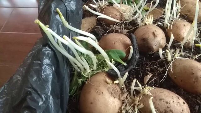041 Повторное#проращивание#клубней#картофеля#за две недели смотреть онлайн