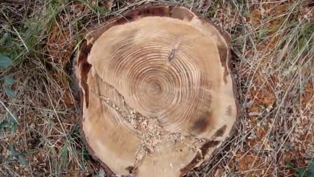 кольца на спиле дерева/Дендрохронология/ смотреть онлайн