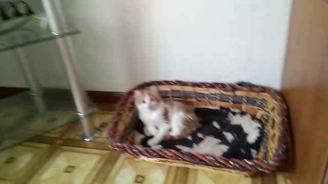 Котята Американский керл. 131217 смотреть онлайн