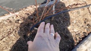 ГОЛУБИКА.Мой способ выращивания.#голубика#blueberry#голубика#посадкаголубики#грунтдляголубики