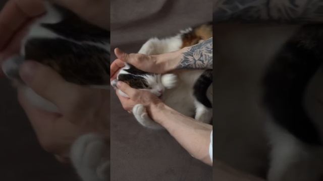 Лайфхак с котом :3 смотреть онлайн