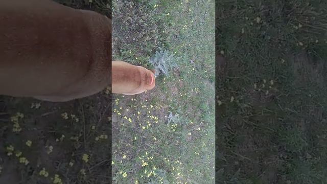 Берта! 5серия! смотреть онлайн