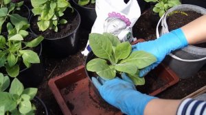 ПОСАДКА ПЕТУНИЙ В КАШПО. ЧТО ВАЖНО ЗНАТЬ ЧТОБ ПОЛУЧИТЬ ПЫШНОЕ ЦВЕТЕНИЕ!