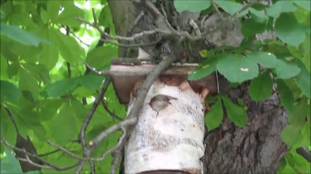 Вертишейка и интересные факты о ней смотреть онлайн