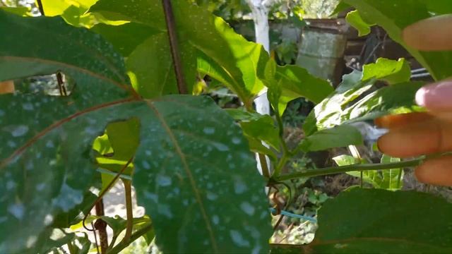 Почему НЕ цветет пассифлора. Что с ней не так? / Why passionflower does NOT bloom. смотреть онлайн