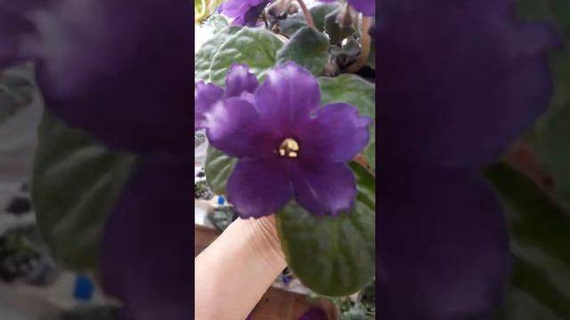 Фиалки/РС-Чудо смотреть онлайн