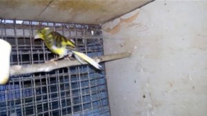 КаНаРеЙкИ.выкармливание птенцов с 5 по 20 день .чем кормить птенцов , как кормить птенцов канареек.