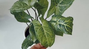 Как вернуть окрас по сорту у Сингониума