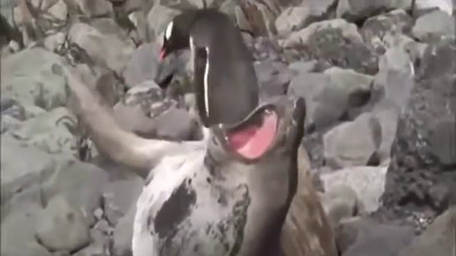 Живой камень 😃😃😃😃 смотреть онлайн