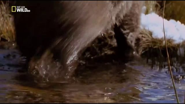 Wild Tasmania - Куница встречает Вомбата [Part 2] смотреть онлайн