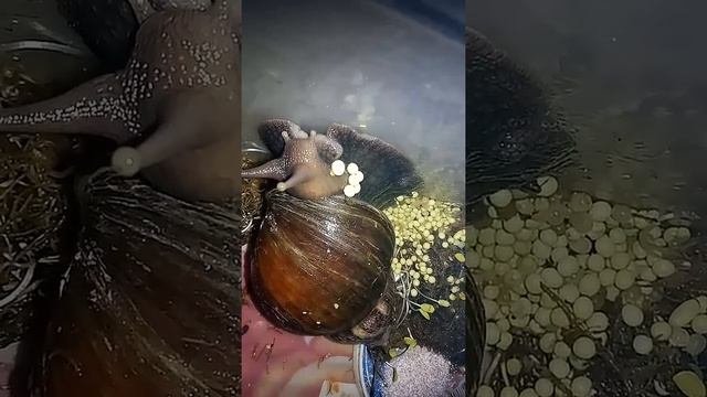 Улитка Ахатина откладывает яйца смотреть онлайн