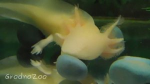 У нас размножились аксолотли! Впервые!