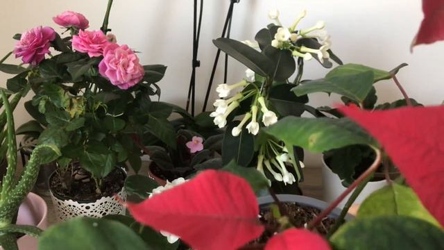 Bu karışım ile evde coşmayan çiçeğiniz kalmasın/ Çiçek bakımı/ Çiçek coşturan/ Aloe vera ile çiçek смотреть онлайн