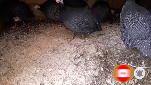 Цесарки взрослые Как выглядят? Лизушкины питомцы смотреть онлайн