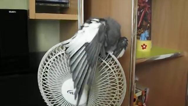 Попугай и вентилятор!!!!!! смотреть онлайн