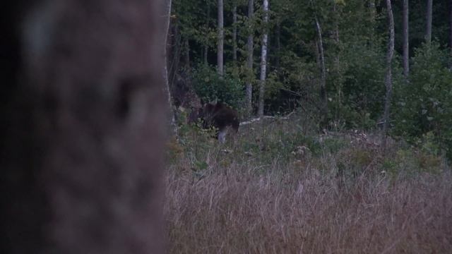 Лось насторожился. Звук тревоги смотреть онлайн
