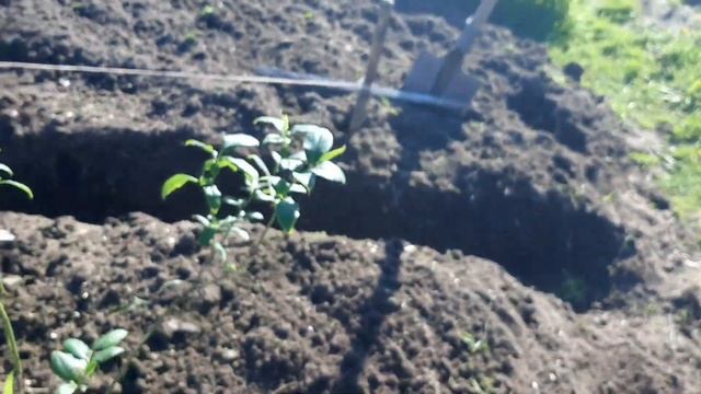 Дизайн и ремонт в одном флаконе