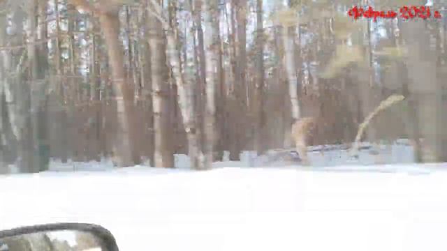 Февраль 2021 года. Прогулка, поездка в деревню, оконный огород, Багира. смотреть онлайн