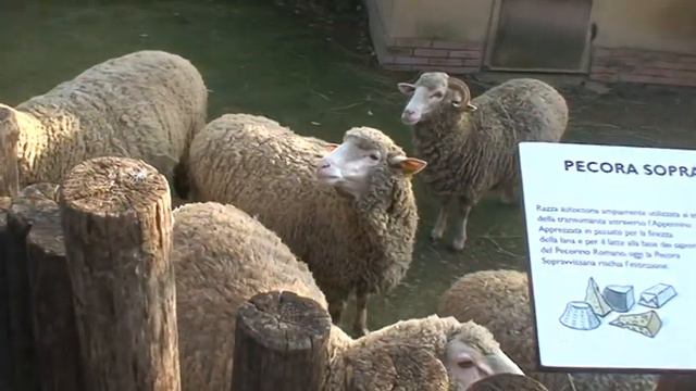 Треш-овцы смотреть онлайн