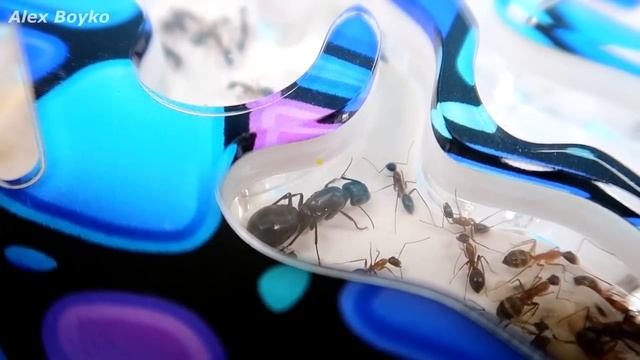 Что с моими Муравьями? Почему я их долго не снимал. alex boyko смотреть онлайн