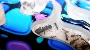 Что с моими Муравьями? Почему я их долго не снимал. alex boyko