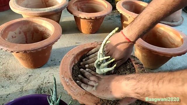 Online adenium repoting tips/adenium arabicum/adenium soil mix смотреть онлайн