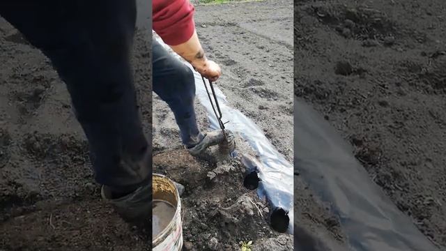 отверстия мульчирующая плёнка смотреть онлайн