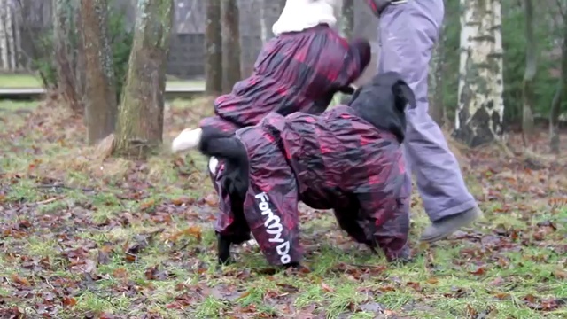 Как ухаживать за лабрадорами? Говорит ЭКСПЕРТ смотреть онлайн