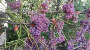 Виноград Самерсет сидлис. (Somerset seedless)