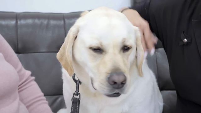 Cleaning The Worst Dog Infected Ears | Bondi Vet Clips | Bondi Vet смотреть онлайн