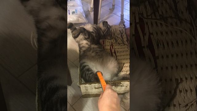 Наш серый любимчик