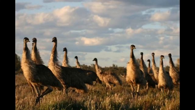 The great emu war. смотреть онлайн