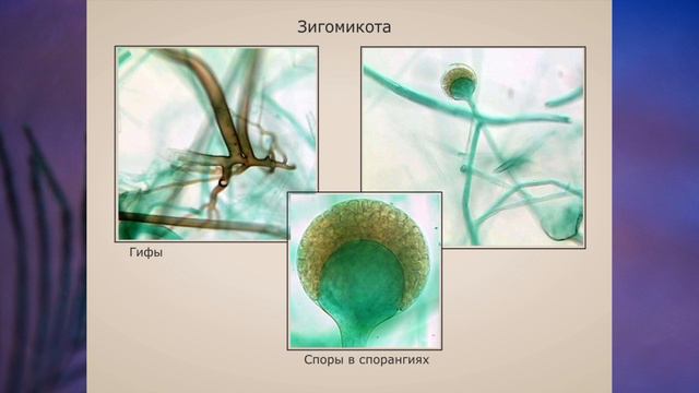 "Отдел Зигомикота", Биология 7 класс, Сивоглазов смотреть онлайн