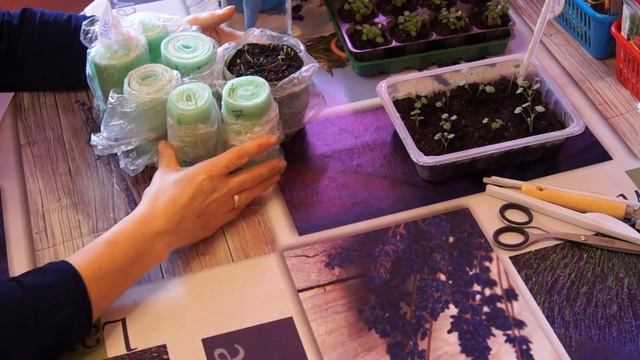 Первые всходы ЛУКА НА РЕПКУ УХОД ПОЛИВ! ЧАСТЬ 2